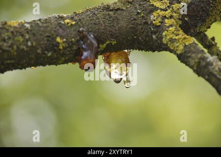 Sève suintant de la branche de cerisier et scintillant dans la lumière, la branche est principalement couverte de mousse, regardant probablement la maladie du chancre Banque D'Images