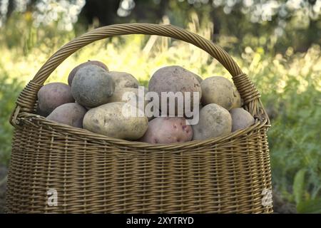 Les pommes de terre multicolores fraîchement creusées varient en taille et les collor sont recouverts de terre dans un panier en osier. Thème rustique extérieur Banque D'Images