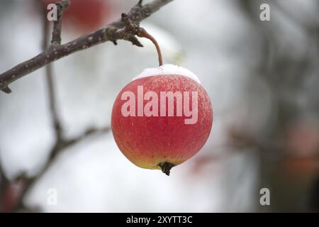 Scène hivernale tranquille axée sur une pomme rouge recouverte d'une fine couche de neige, suspendue à une branche d'arbre Banque D'Images