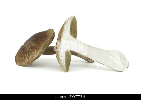 Boletus edulis, CEP ou champignon penny bun isolé sur fond blanc, champignons comestibles et médicinaux Banque D'Images