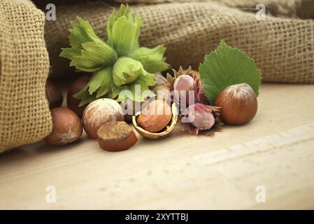 Noisettes marron mûres et jeunes noisettes aux feuilles à côté du sac de jute sur une table en bois avec espace de copie pour le texte Banque D'Images