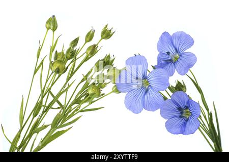 Gros plan d'une fleur de lin bleu vibrante et belle et des plantes isolées sur fond blanc Banque D'Images