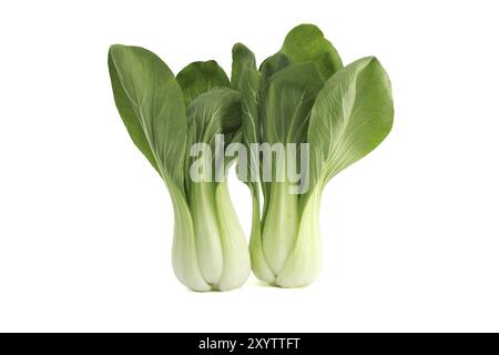 Bok choy, également connu sous le nom de pak choi ou Pok choi type de chou chinois isolé sur fond blanc Banque D'Images