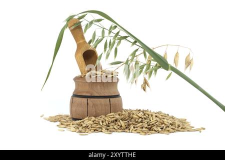 Tas de grains d'avoine biologique avec des coques ou des coques isolées sur un fond blanc. Grains d'avoine entière avec husk. Agriculture, alimentation et nutrition Banque D'Images