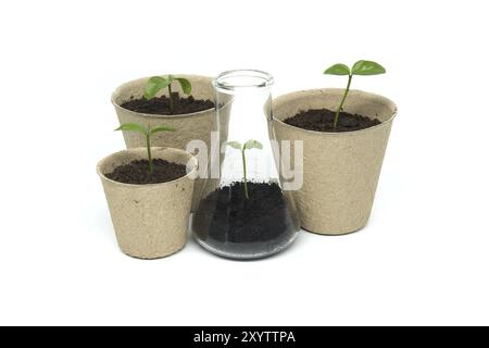 Semis vert germant à partir d'un pot biodégradable près d'une fiole en verre conique remplie de terre et de plante verte, isolée sur fond blanc Banque D'Images