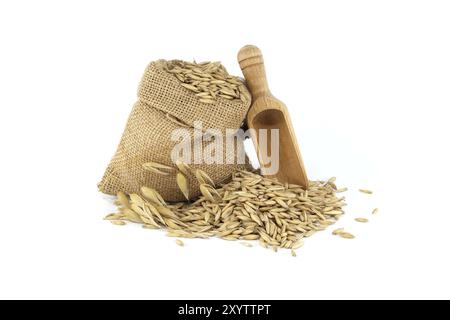 Grains d'avoine avec des coques ou des coques dans un sac de toile de jute isolé sur un fond blanc. Agriculture, alimentation et nutrition. Avoine commune ou Avena sativa Banque D'Images