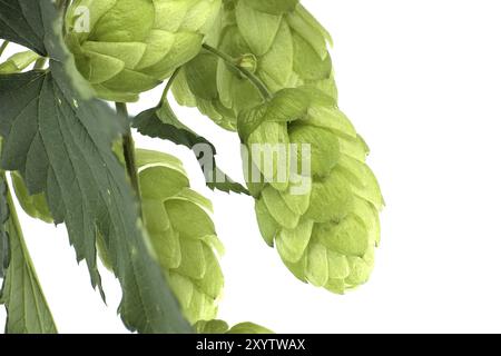 Branche de houblon vert frais, isolée sur fond blanc. Sautez les cônes avec la feuille Banque D'Images