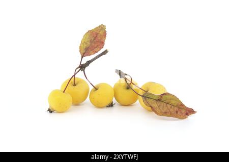 Pomme de crabe ou pomme sauvage européenne isolée sur fond blanc. Les pommes sauvages sont menacées d'extinction Banque D'Images