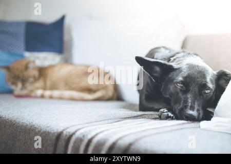 Cute black petit chien et chat tigré sont de détente sur le canapé à la maison Banque D'Images