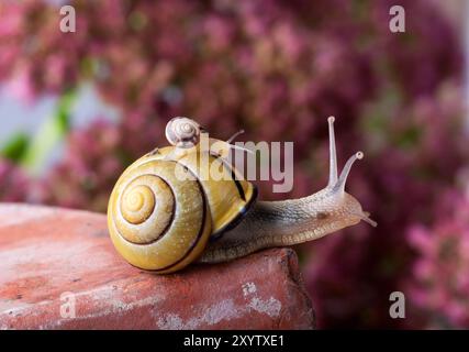 Escargot bagué porte un petit escargot sur sa maison Banque D'Images