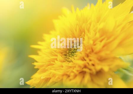 Belle fleur jaune au lever du soleil en gros plan, macro Banque D'Images