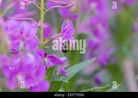 Baumhummel, Baum-Hummel, beim Blütenbesuch auf Weidenröschen, Nektarsuche, Bestäubung, Bombus hypnorum, Pyrobombus hypnorum, arbre bourdon, nouvelle garde Banque D'Images