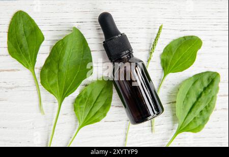 Plantain ou teinture majeure Plantago dans une bouteille de pipette brune, décorée avec des feuilles de plantain sur fond de panneau de bois de couleur blanche. Élixir médicinal. Banque D'Images