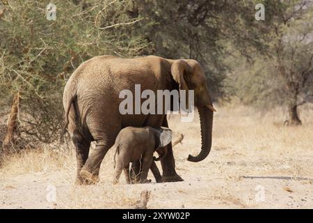 Éléphants du désert dans le lit sec de la rivière Huab, Damaraland, Namibie, ces éléphants se sont adaptés à l'extrême sécheresse de cette région. Le des Banque D'Images