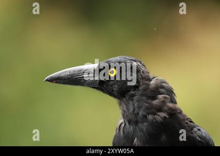 Portrait d'un pied Currawong (Strepera graculina) dans le parc national de Lamington, Queensland, Australie. Portrait d'un pied Currawong (Strepera Gracul Banque D'Images