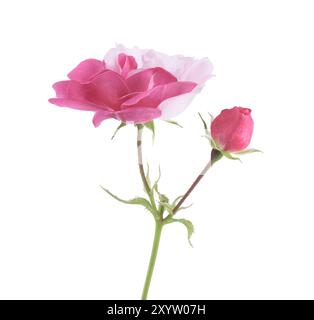 Moitié rose moitié blanc Damask Rose fleur sportive bicolore et un bourgeon sur une tige verte. Isolé sur blanc Banque D'Images