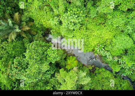 Vue aérienne d'une petite rivière qui traverse les bois à Ubud, Bali, Indonésie. Banque D'Images