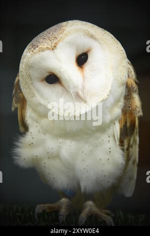 Gros plan sur le hibou de la grange. Oiseaux de prier tirs verticaux. Programme de réintroduction Banque D'Images