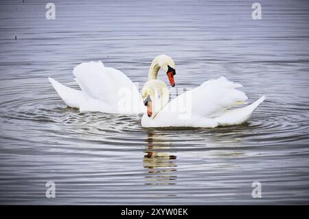 Deux cygnes sur un lac nageant ensemble. Fond sur le thème de la nature Banque D'Images