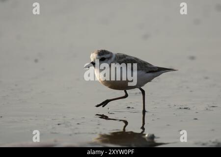 Pluvier à fronts blancs (Charadrius marginatus), pluvier à fronts blancs Banque D'Images