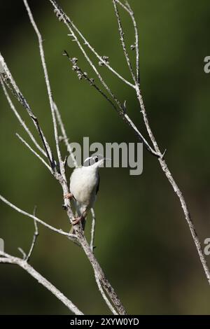 Melithreptus albogularis (Melithreptus albogularis) assis dans un buisson sur Fraser Island, Queensland, Australie. Miel à gorge blanche (Melithreptus Banque D'Images