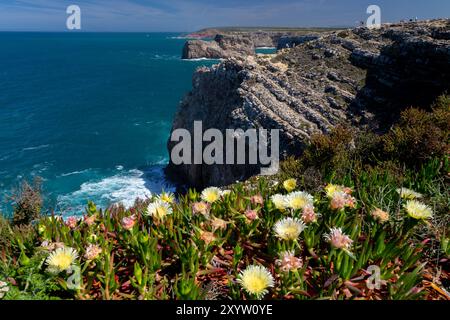 Fleurs jaunes de la figue Hottentot sur la côte près de Sagres, Algarve, Portugal. Fleurs jaunes de la figue Hottentot sur la côte près de Cabo de Sao Vic Banque D'Images