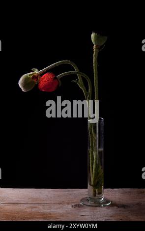 Fleur de pavot dans vase en verre sur fond noir Banque D'Images