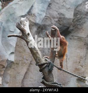 Jeune orang-outan sur un tronc d'arbre au zoo Banque D'Images