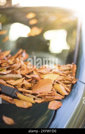 Close up de feuilles tombées sur la fenêtre d'une voiture Banque D'Images