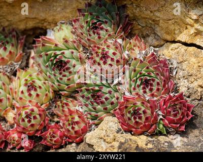 Maison calcaire (Sempervivum calcareum) Banque D'Images