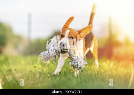 Chien Beagle courir et sauter avec un jouet à travers l'herbe verte en été Banque D'Images