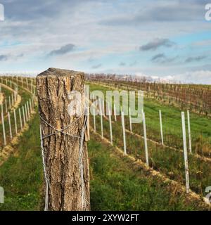 Vignoble près d'Eisenstadt en automne Banque D'Images