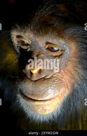 Visage d'un chimpanzé Banque D'Images