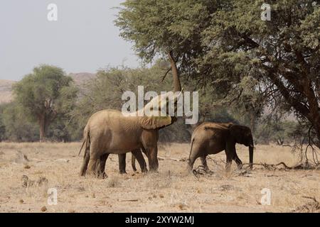 Éléphant du désert dans le lit sec de la rivière Huab, Damaraland, Namibie, ces éléphants se sont adaptés à l'extrême sécheresse de cette région. Le dese Banque D'Images