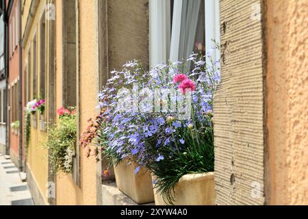 Fleurs en fleurs dans la fenêtre d'une maison dans le centre historique de Hanovre Banque D'Images