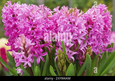 Jacinthe rose fleurs en croissance sur le pot de fleurs Banque D'Images