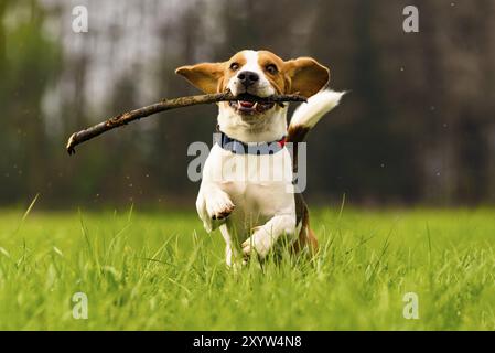 Chien Beagle s'amuser avec un bâton sur un champ vert pendant les courses de printemps vers la caméra Banque D'Images