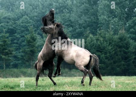 Combats d'étalons, combats d'étalons Konik : dans l'ascension, ils essaient de pousser le rival vers le bas Banque D'Images