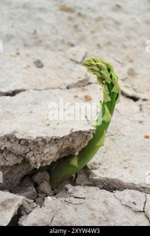 Les asperges poussent dans un champ Banque D'Images