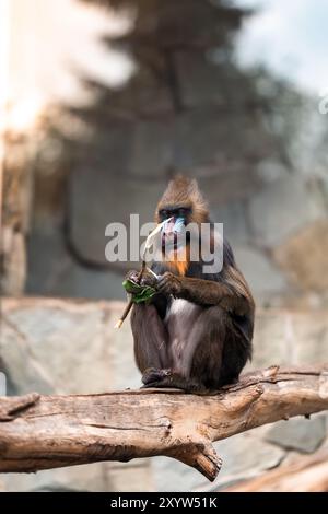 Le singe mandril est assis sur une branche épaisse avec un bâton. Beau portrait. Arrière-plan flou Banque D'Images