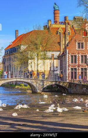 Bruges, Belgique, 10 avril 2016 : vue sur le canal et le pont avec les touristes dans la destination belge populaire, cygnes blancs, Europe Banque D'Images