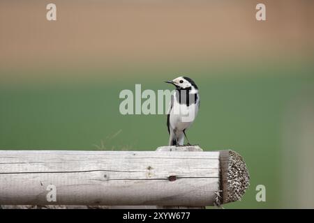 Wagtail blanc (Motacilla alba) assis sur une clôture en bois Banque D'Images