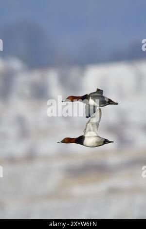 Pochard commun mâle en vol . Pochard commun mâle en vol Banque D'Images