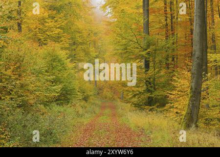 Chemin forestier dans la forêt de hêtres, Spessart, Bavière, Allemagne, chemin à travers la forêt de hêtres, Bavière, Allemagne, Europe Banque D'Images