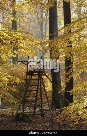 Siège haut dans la forêt décidue automnale, Spessart, Allemagne, Europe Banque D'Images