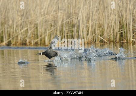 Eurasian Coot combattant pour le territoire, Black Coot, Fulica atra, Eurasian Coot Banque D'Images