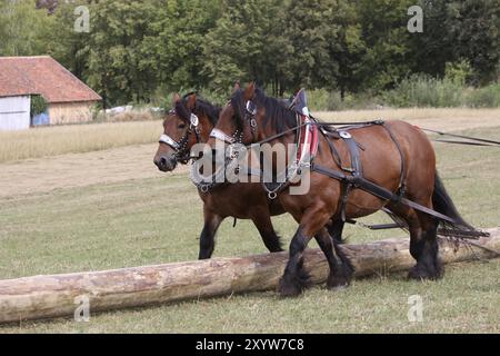 Deux chevaux ardennais déplaçant du bois Banque D'Images