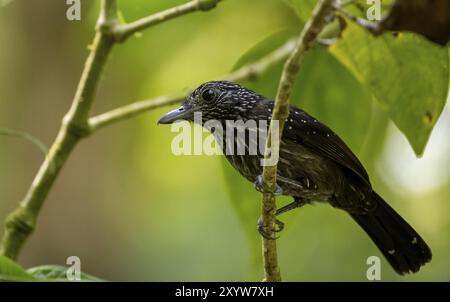 Fourmilier à capuchon noir (Thamnophilus bridgesi) assis sur une branche, forêt tropicale humide, parc national du Corcovado, Osa, province de Puntarena, Costa Rica, Banque D'Images