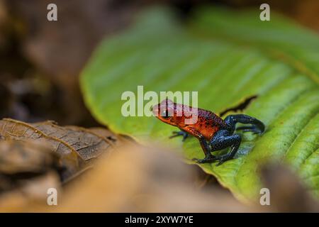 Grenouille poison-fléchette à la fraise (Oophaga pumilio) assise sur une feuille, province de Heredia, Costa Rica, Amérique centrale Banque D'Images