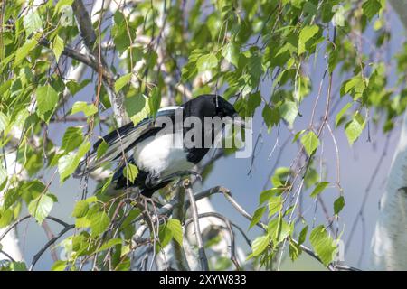 Magpie sans plumes de queue assis dans un bouleau avec des feuilles vert clair frais Banque D'Images